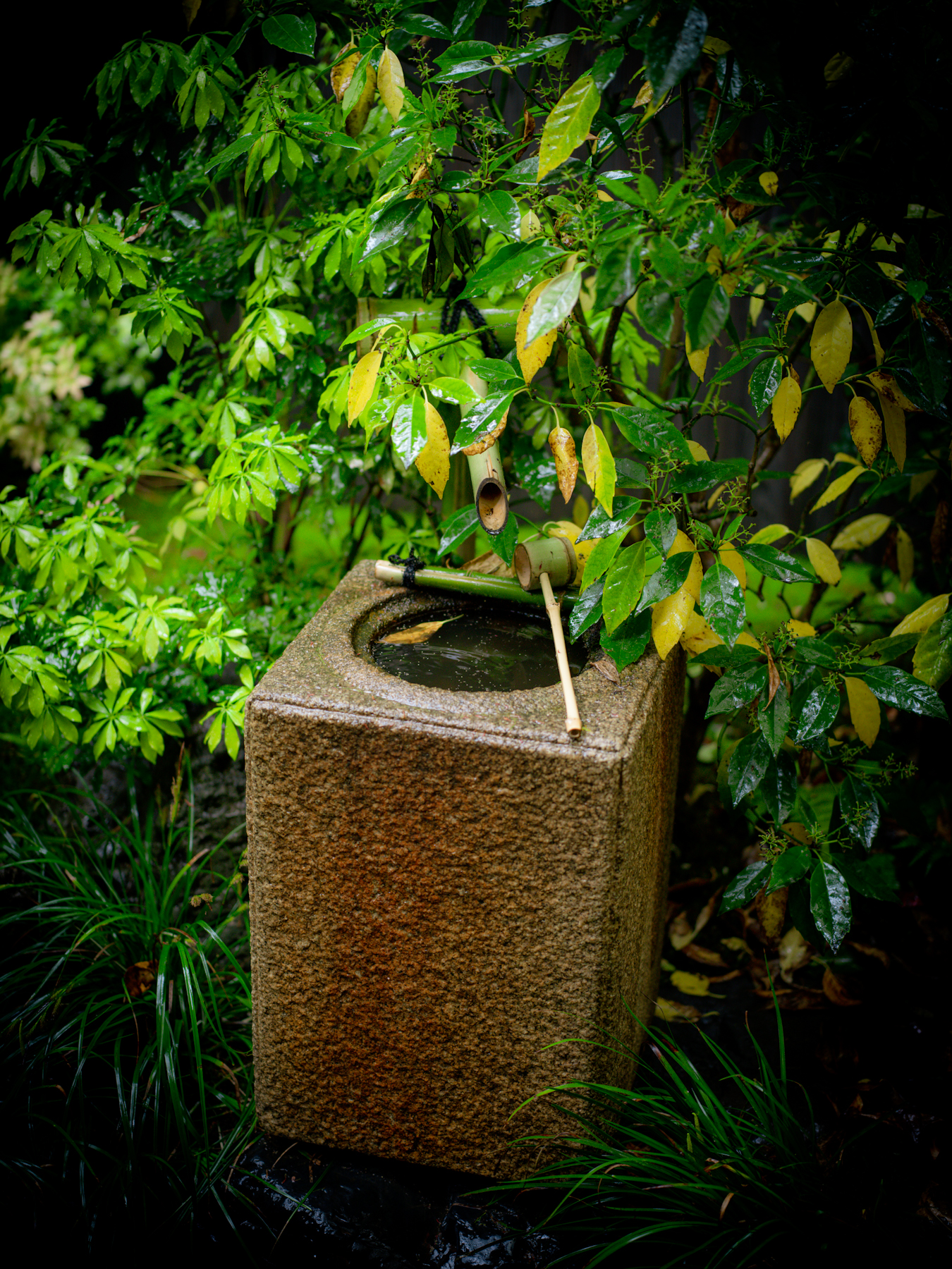 Garden view from Karasuma Ohori Machiya